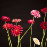 Mix Mini Gerbera Christmas decoration