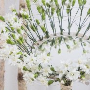 Reflecting Dianthus bouquet close-up