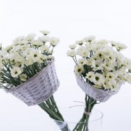 Proscini design Pim van den Akker medium