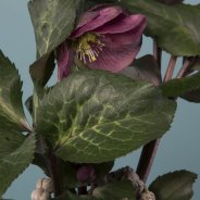 Hellebore Frostkiss - close-up