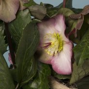 Hellebore Frostkiss from Kwekerij Verboom with rope - close-up