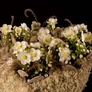 Wintery 'Verboom Beauty' Hellebores