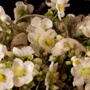 Wintery 'Verboom Beauty' Hellebores
