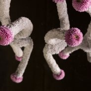 Fun Vanya Pink Chrysanthemums from Zentoo - design by Pim van den Akker