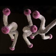 Fun Vanya Pink Chrysanthemums from Zentoo - design by Pim van den Akker