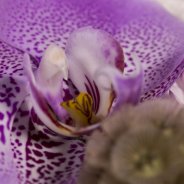 corsage Pim van den Akker - Flower Factor
