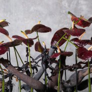 Dramatic flower arrangement with Anthurium Black Queen - Pim van den Akker