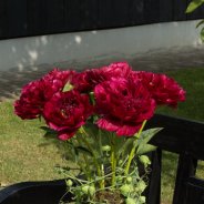 Powerful peony design close-up