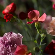 Dianthus hand-tied object - close-up