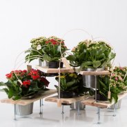 Technical Kalanchoë design - overview