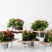 Technical Kalanchoë design overview