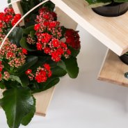 Kalanchoë - The flowering succulent