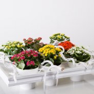 Kalanchoe painting