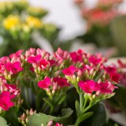 Kalanchoe - the blooming succulent