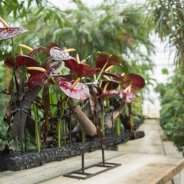 Dramatic flower arrangement with Anthurium Black Queen - Pim van den Akker
