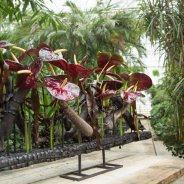 Dramatic flower arrangement with Anthurium Black Queen - Pim van den Akker