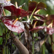 Anthurium Black Queen in a dramatic flower arrangement by Pim van den Akker