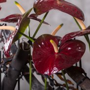 Anthurium Black Queen in a dramatic flower arrangement by Pim van den Akker