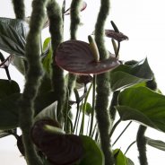 retro styled Anthurium Adios Chocolat Pim van den Akker close up