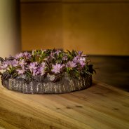Freesia is a favourite of many people