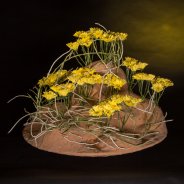 Floral treasure: the 'Nibali' Chrysanthemum 