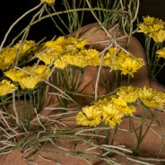 close up of the new Chrysanthemum variety 'Nibali'