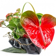 Kalanchoe +Anthurium close