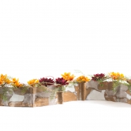 Cymbidium en Chrysant