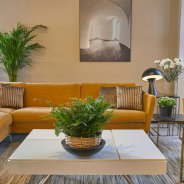 Didymochlaena Truncatula - Modern