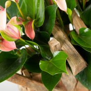 Anthurium DIY - Pim van den Akker - Flower Factor