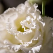 photo: Nico Alsemgeest  - Bloemkunst 2018