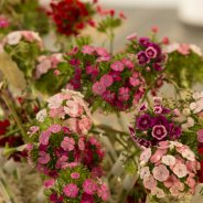 Breanthus by HilverdaKooij in a funeral flower arrangement Kristel van Dijk - Flower Factor