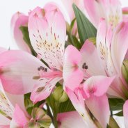 Alstroemeria 'Adelaide' close-up