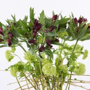 Colourful Alstroemeria design close-up