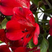 Alstroemeria 'Nirvana'