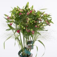 Alstroemeria Florinca 'Noa' with copper strips close-up