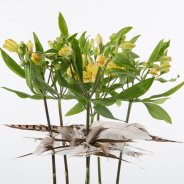 Fun feathery Alstroemeria design close up
