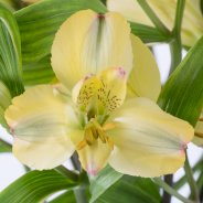 Alstroemeria 'Tonatiuh' close up