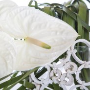 Fiore Anthuriums Moments close up Pim van den Akker