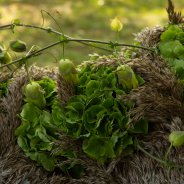 Green Hydrangea funeral design Kristel van Dijk Flower Factor