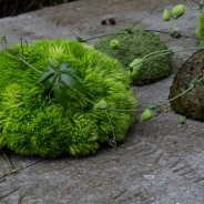 Funeral arrangement with Green Trick