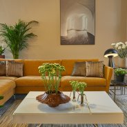 Kalanchoe in modern interior