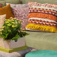 Kalanchoe in cosy interior