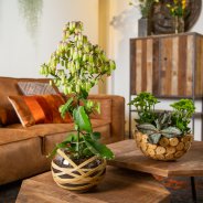 Kalanchoe in tough interior