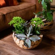 Kalanchoe in tough interior