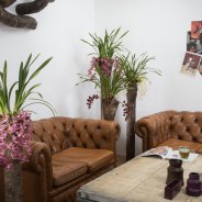 Cascade Cymbidiums in an interior setting
