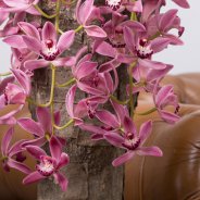 Cascade Cymbidium 'Anisa'