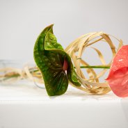 Quick and easy design with Sonate and Pistache cut Anthuriums from Fiore Anthuriums - photo Nils van Houts