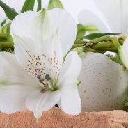 Blooming Alstroemeria 'Frozen'