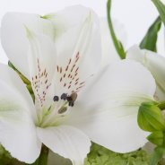 Alstroemeria 'Frozen'